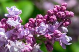 Фото: Ребенок сорвал сирень. Оштрафуют ли за это родителей?
