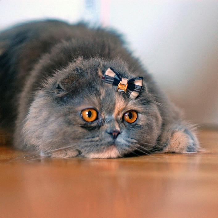 Необычный питомец лидчанки - кошка породы хайленд фолд