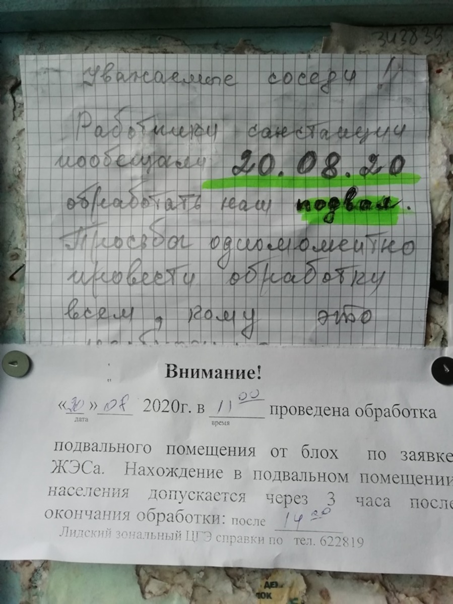 Их бьют, они скачут. Как в Лиде борются с блохами в подвалах и подъездах?  (спойлер: котики здесь при чем, но не совсем)