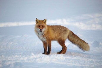 Фото: Рыжие, бесстыжие! На один из заводов в Лиде повадились ходить лисы Фото: Рыжие, бесстыжие! На один из заводов в Лиде повадились ходить лисы